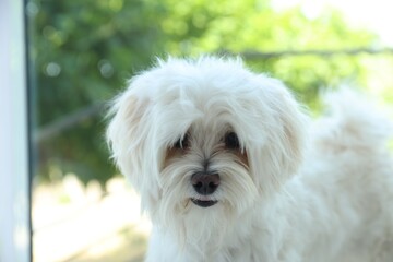 Cute white Maltese dog at home. Adorable pet