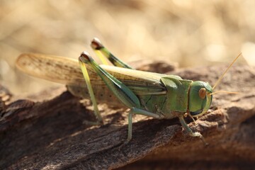 One locust on snag against blurred background, closeup