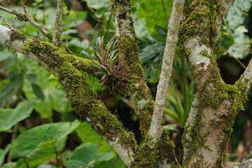 green moss on tree in the forest