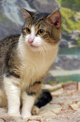 a domestic cat with a white and brown coat and expressive yellow eyes 