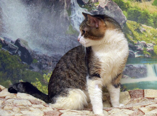 a domestic cat with a white and brown coat and expressive yellow eyes.  