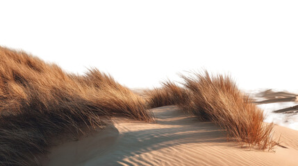 Desert dunes with tall grass