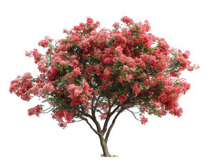 Fototapeta premium Vibrant pink flowering tree (1)