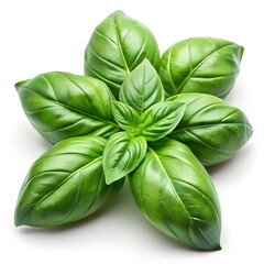Fresh Basil Leaves with Visible Texture on a White Background