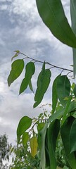 green leaves of eucalyptus tree under blue cloudy sky