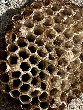 Close up of a paper wasp nest