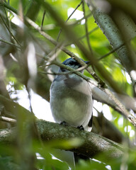 Blue Jays