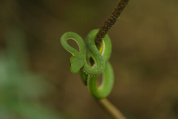 green Trimeresurus popeiorum snack on a branch