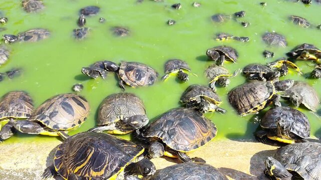 Video of a lively scene of pond sliders turtles (Trachemys scripta) basking on rocks and swimming in a green, algae-covered pond at Attica Zoological Park in Athens, Greece.