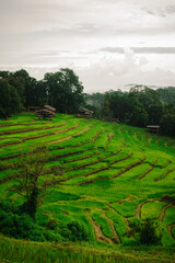 This image is a lush, vibrant landscape of terraced rice fields with small huts and a forest backdrop. It's perfect for themes related to nature, agriculture, and travel.