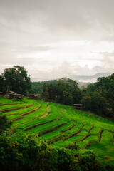 Fototapeta premium This image is a lush, vibrant landscape of terraced rice fields with small huts and a forest backdrop. It's perfect for themes related to nature, agriculture, and travel.