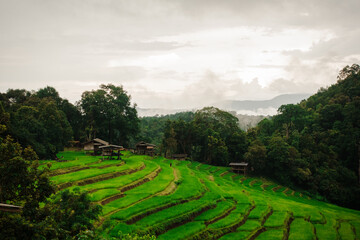 This image is a lush, vibrant landscape of terraced rice fields with small huts and a forest backdrop. It's perfect for themes related to nature, agriculture, and travel.