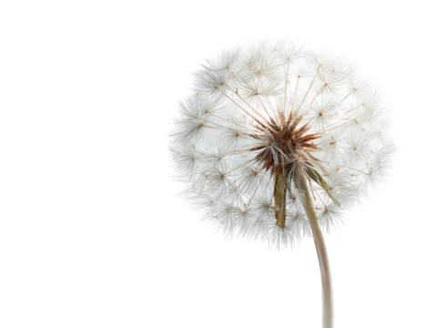 Close-up of a dandelion seed head (31)