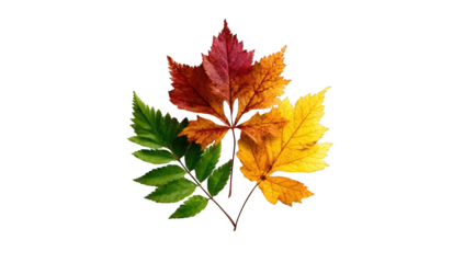 Autumn leaves in vibrant hues