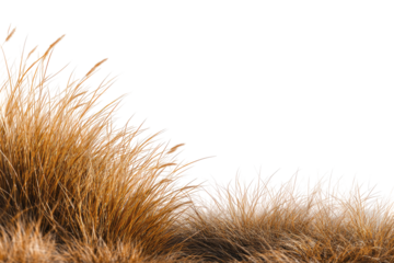 Close-up of a textured fur or grass, tan and light brown, with a diagonal edge against a black background