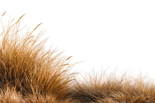 Close-up of a textured fur or grass, tan and light brown, with a diagonal edge against a black background
