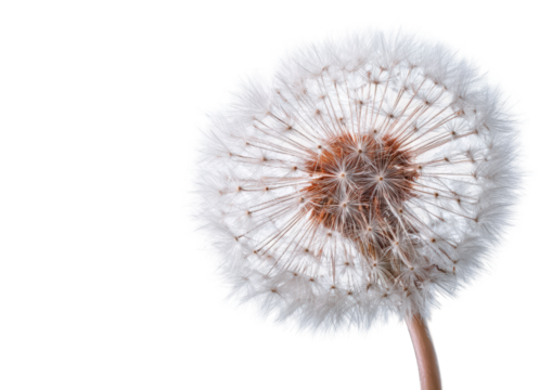 Close-up of a dandelion seed head (32)