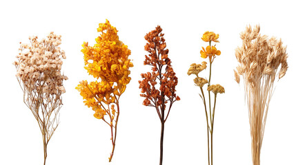 Fototapeta premium Dried flower arrangement in various autumnal hues