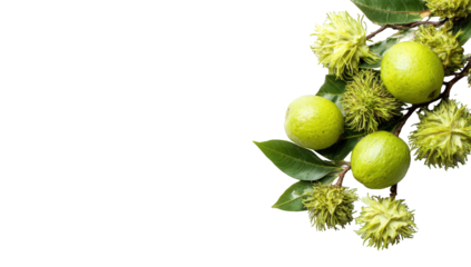 Fresh, vibrant green fruit and leaves