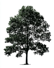 Obraz premium Isolated White Oak Silhouette Against a Green Backdrop: Nature's Majestic Tree Branches and Leaves