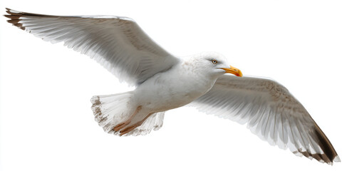 Obraz premium A seagull in flight isolated on white background