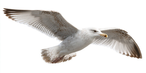 Fototapeta premium A seagull in flight isolated on white background
