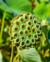 Shot of lotus flower