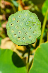 Shot of lotus flower