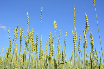 Fototapeta premium Wheat Field Reaching for the Blue Sky wallpaper