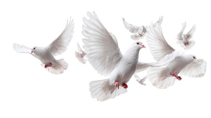 White doves in flight