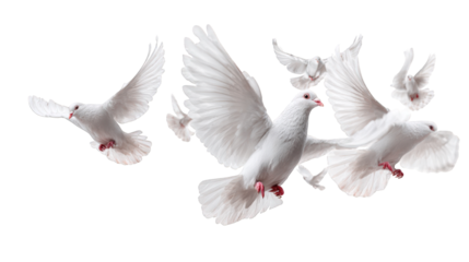 White doves in flight