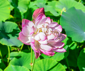 Shot of lotus flower
