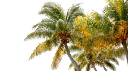 Tropical palm trees swaying in a breeze