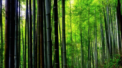 A dense bamboo forest with green and black bamboo trunks, some in deep brown, arranged in neat rows,