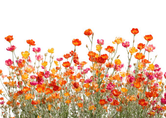 Fototapeta premium Colorful flowers in a field