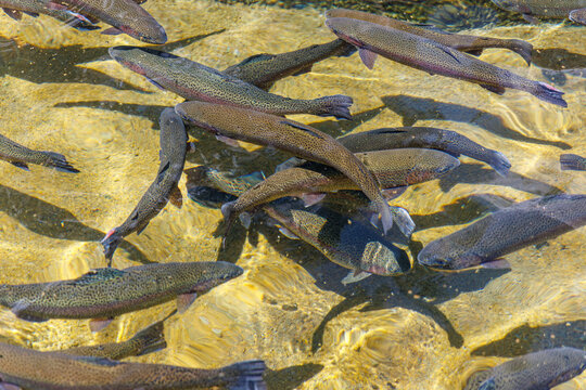 Rainbow Trout at a fish hatchery