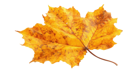 Autumn maple leaf isolated