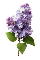 Close-up of a vibrant lilac blossom cluster, featuring delicate, light purple-lavender petals, with hints of violet.  Green leaves are visible at the base
