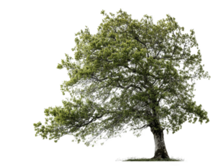 A large, full tree, slightly leaning, against a black background