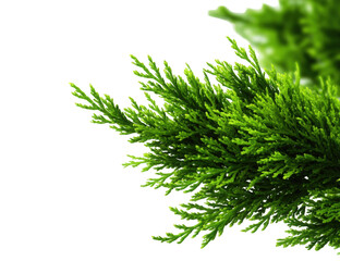 Close-up of vibrant green foliage