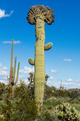 A very tall, rare crested saguaro stands prominently in the Arizona desert landscape against a blue sky. Pinal County, Florence, Arizona, USA.
