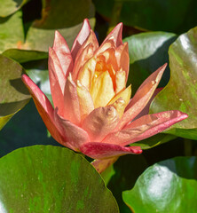 Shot of lotus flower