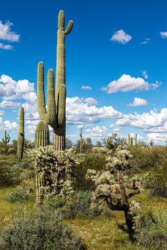 A vibrant desert scene featuring towering saguaro cacti beneath a clear blue sky, scattered with white clouds. Pinal County, Florence, Arizona, USA.