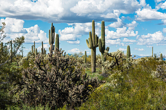Tall saguaro cacti stand majestically across a desert landscape against the bright blue sky with fluffy white clouds. Pinal County, Florence, Arizona, USA.