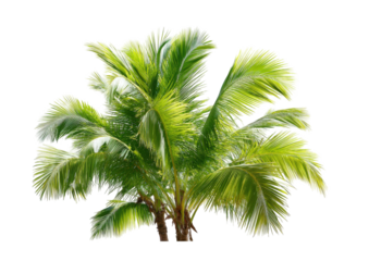 Vibrant tropical palm tree