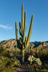 A towering saguaro cactus stands prominently in the foreground, surrounded by a diverse array of...