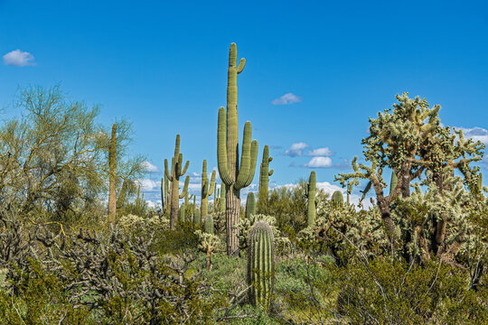 A vibrant desert scene showcases towering saguaro cacti against a clear blue sky. The diverse forms of the cacti create a dynamic composition. Pinal County, Florence, Arizona, USA.