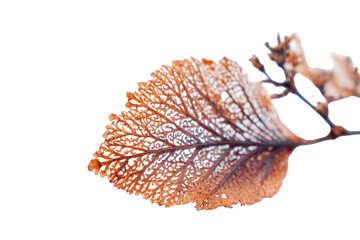 Obraz premium Detailed close-up of a leaf's intricate, lacy veins