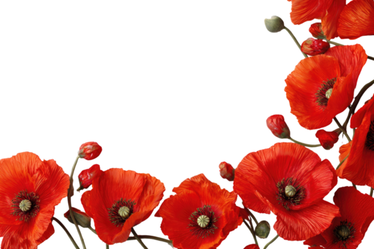 Red poppy flowers arranged in a curved border against a black background