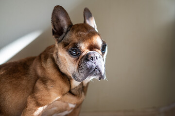 French bulldog with a sad expression having cataract, sits at home, showcasing its unique features and personality, evoking emotions of care and companionship in a cozy environment